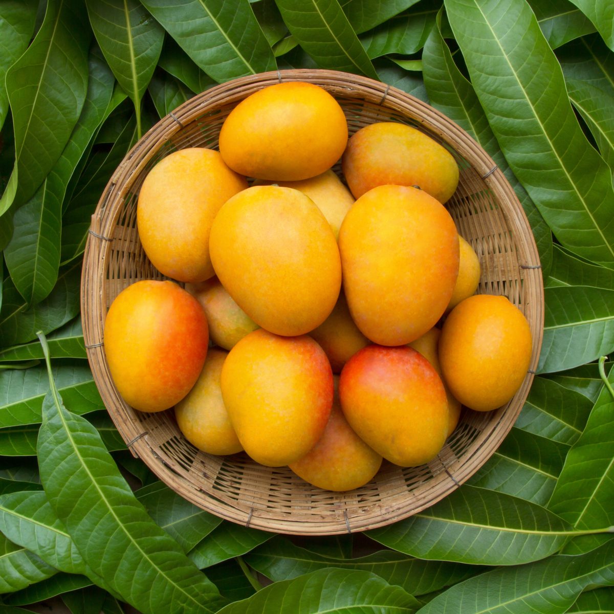 Ripe Mangoes