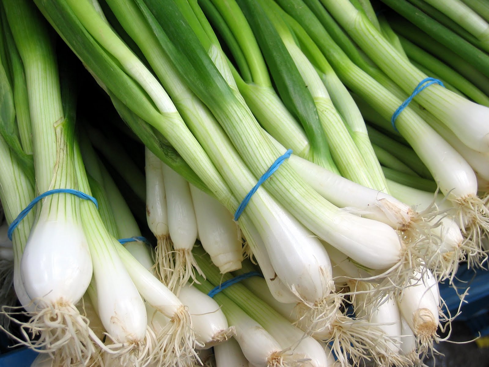 Spring Onions